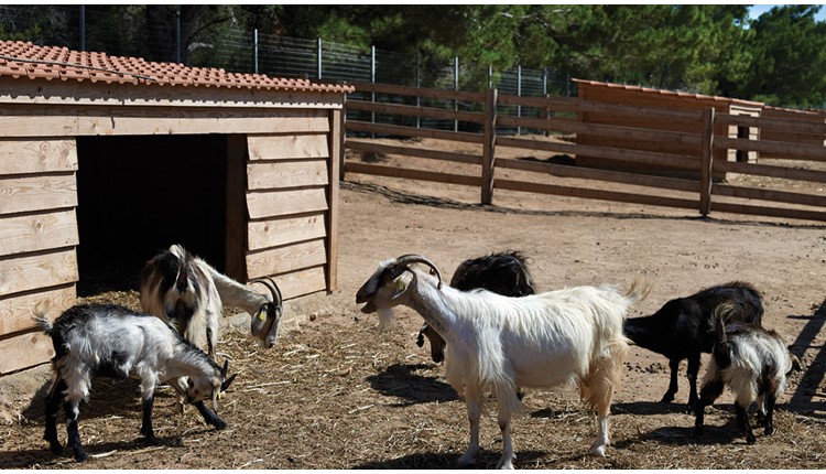 Atlantica Plimmiri - NR, Родос